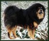 Tibetan Mastiff 1&#.jpg