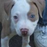 pitbullakias