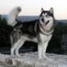 Ioannina wolves