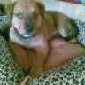 yiaNNis