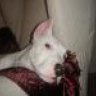 SAMSON