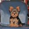 yorki7