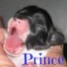 PrincePapillon