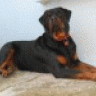 Giannis_Rottie