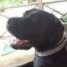 cane corso 12