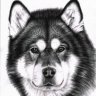 Malamute