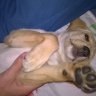 DezzyLabrador