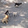 Spyrosdogfan