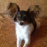 MIKA-PAPILLION