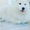 Kook_kook