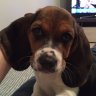 ΒΑΛΙΑ basset
