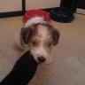 Pepefoxterrier