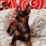 Milou83
