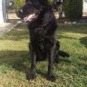 Nikos45call
