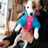 MayloTheJackRussell