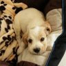 max_cocker_spaniel