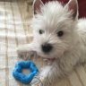 Ernesto.Westie