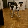 doli