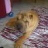 bruno
