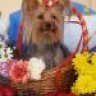 Yorky