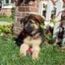 puppy-doggy