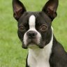 boston terrier