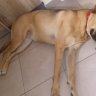 Stelios86
