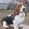 Basseta