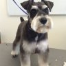 Schnauzer mini