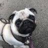Nala#thepug