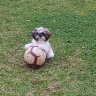 Rockyshihtzu