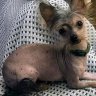 Crouella_chinese crested