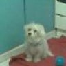muffin