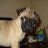 PUG2