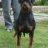 rott the world