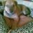 yiaNNis