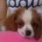 Linoula