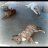 fpod_28