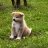 Hatchi