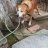 dogie_fighter
