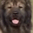 powerdog