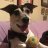 Jackrussell29