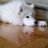 Samoyed_bianca