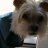 yorkiebubble