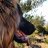 parisdog