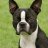 boston terrier