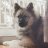 Keeshond