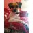 Rigas the Dog
