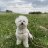 NalaTheBichon