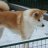 George.Akita